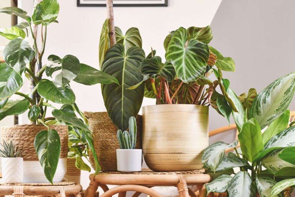 Urban jungle with different tropical houseplants in flower pots on wooden tables