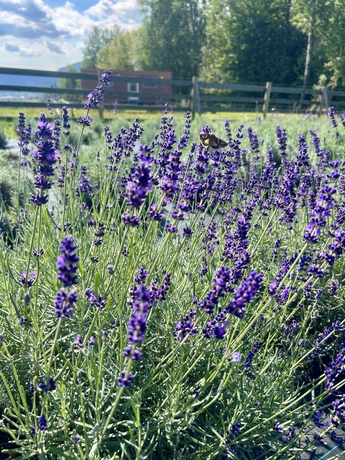 levandula 001