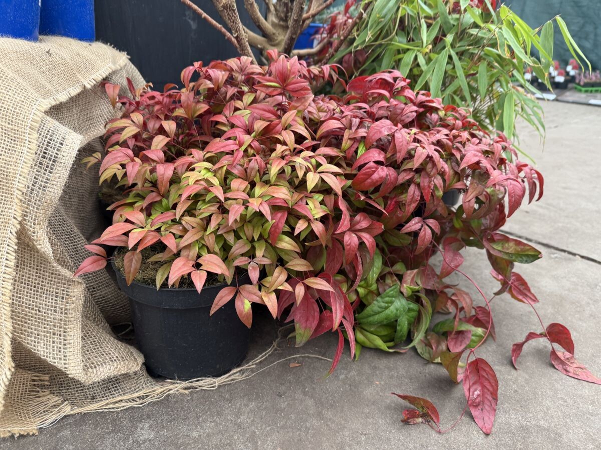 nandina 001