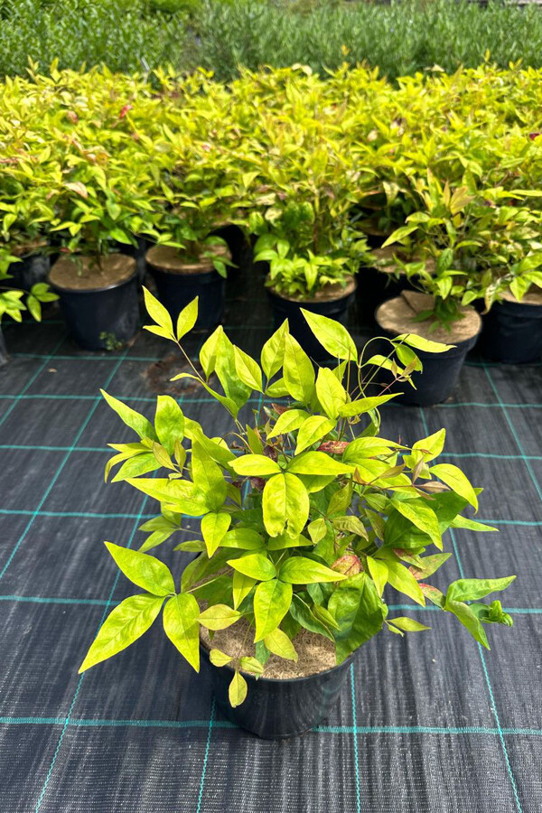 nandina 0010