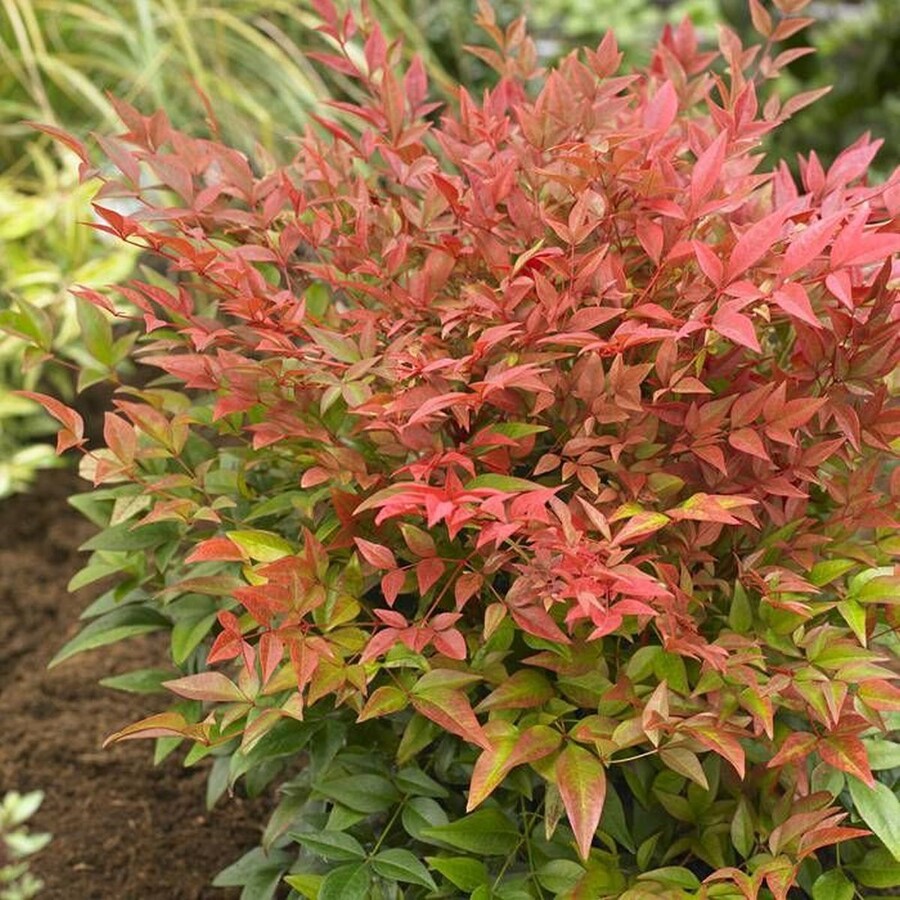 nandina 003