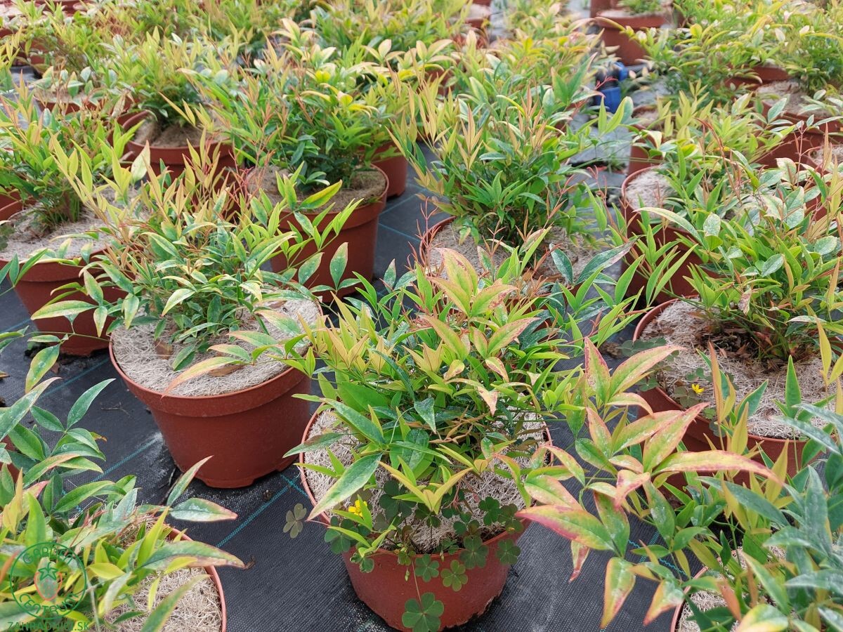 nandina 005