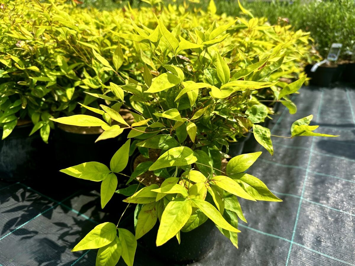 nandina 006