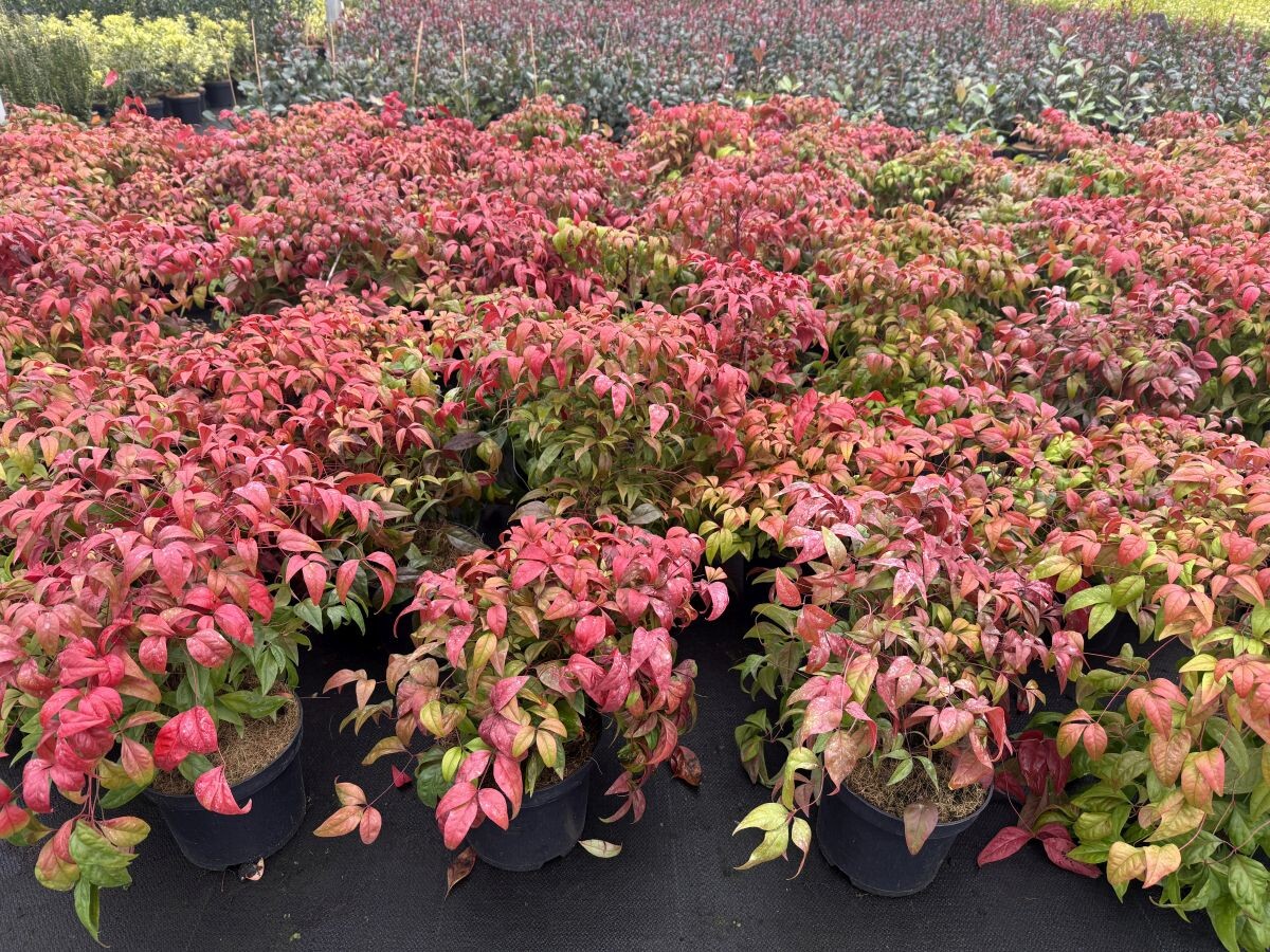 nandina 007
