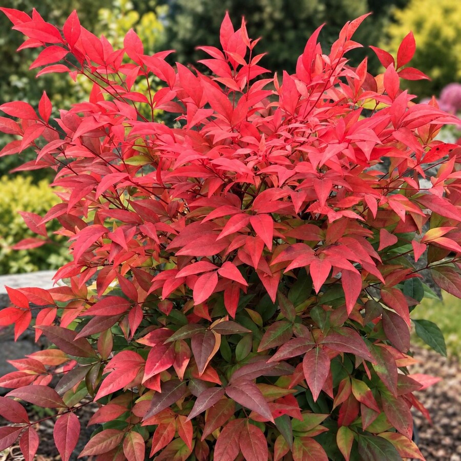 nandina 008