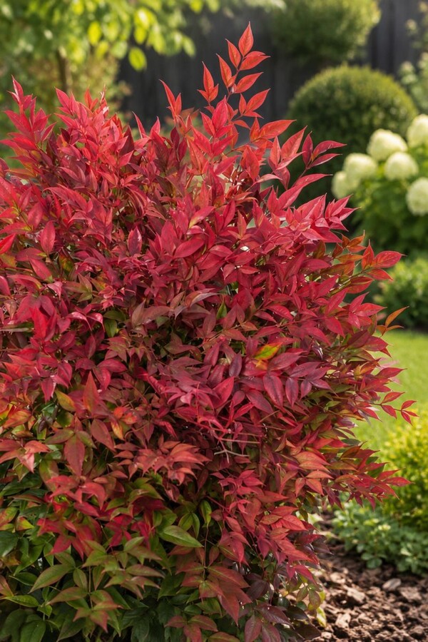 nandina 009
