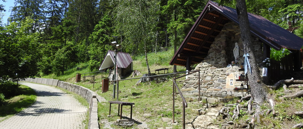 zivcakova korna v